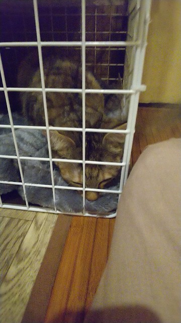 f:id:nekosam:20200423161556j:image