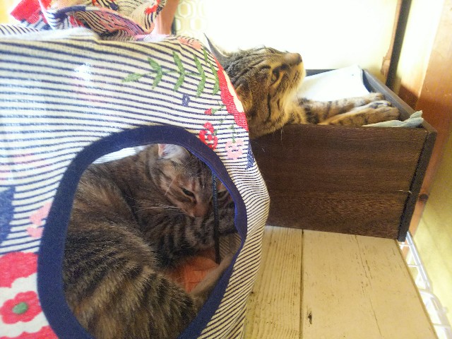 f:id:nekosam:20200423162110j:image