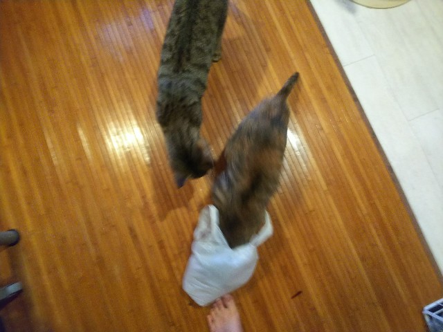 f:id:nekosam:20200423162331j:image