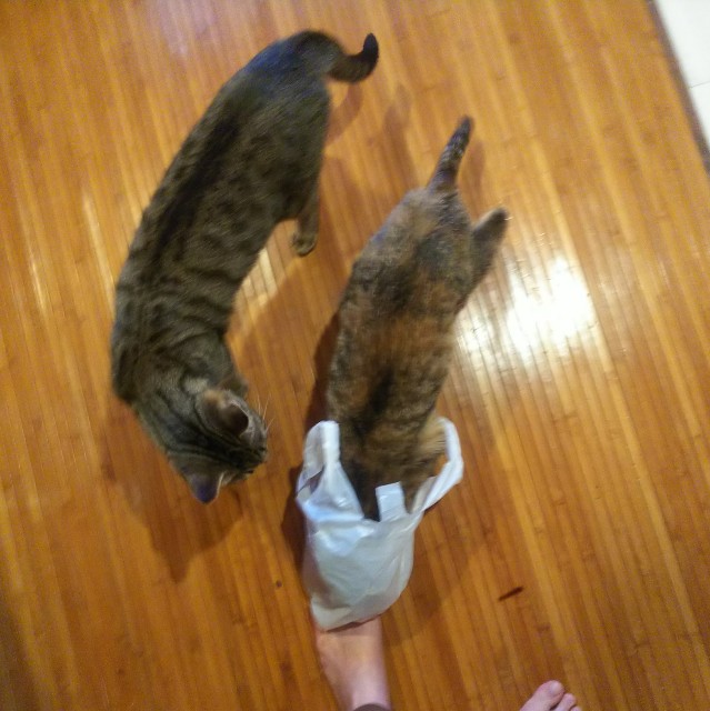 f:id:nekosam:20200423162622j:image