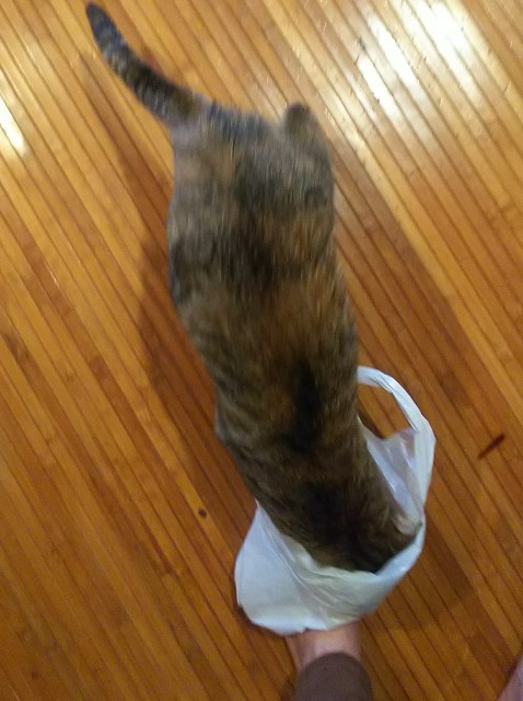 f:id:nekosam:20200423162707j:image