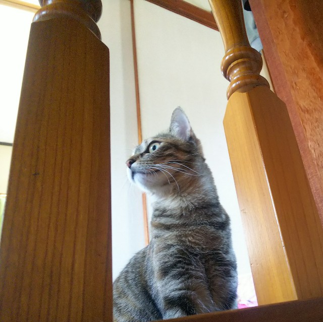 f:id:nekosam:20200425153932j:image f:id:nekosam:20200425153932j:image