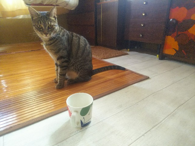 f:id:nekosam:20200508165145j:image f:id:nekosam:20200508165145j:image