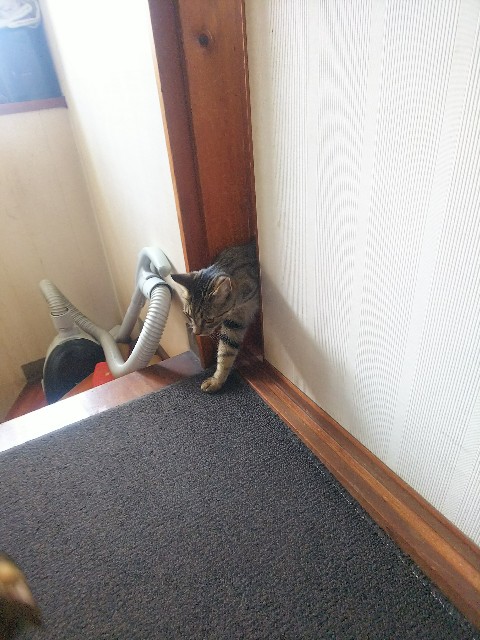 f:id:nekosam:20200508170721j:image f:id:nekosam:20200508170721j:image