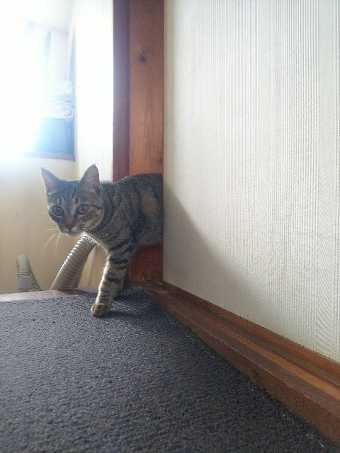 f:id:nekosam:20200508170737j:image f:id:nekosam:20200508170737j:image