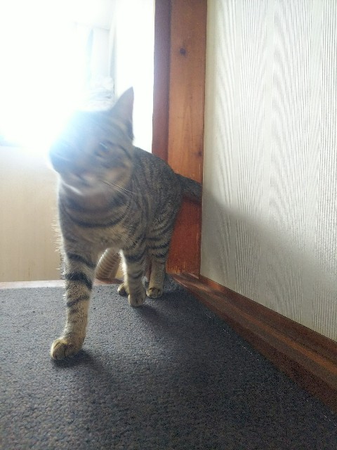 f:id:nekosam:20200508170812j:image f:id:nekosam:20200508170812j:image