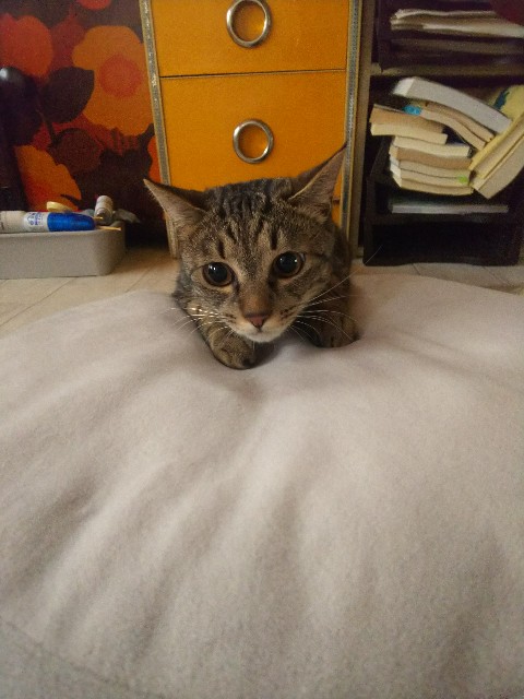 f:id:nekosam:20200518005241j:image