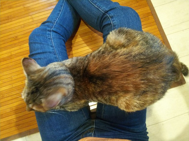 f:id:nekosam:20200518010650j:image