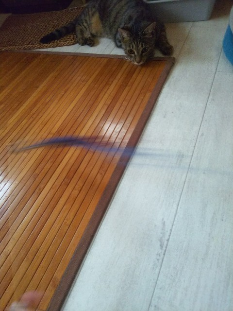 f:id:nekosam:20200518013244j:image