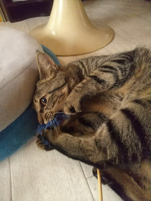 f:id:nekosam:20200518013443j:image