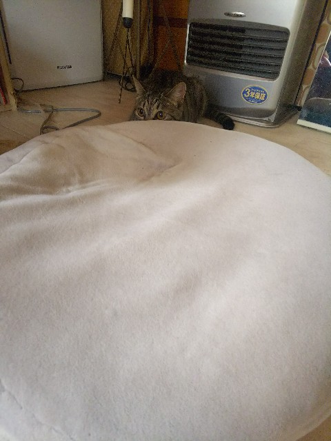 f:id:nekosam:20200518132318j:image