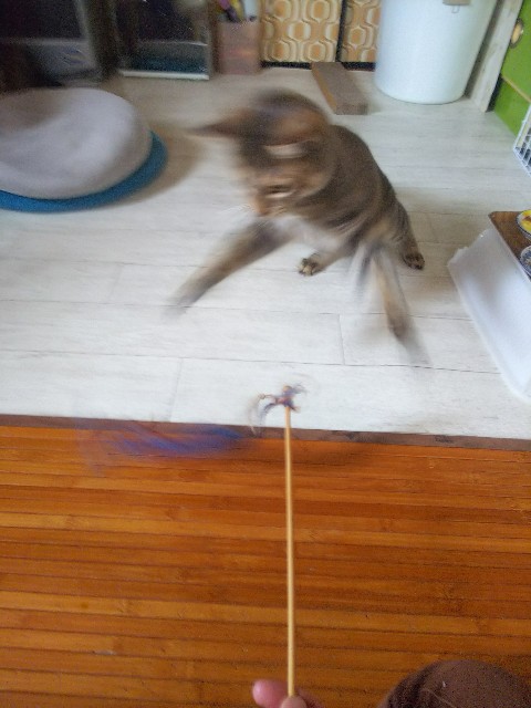 f:id:nekosam:20200518132430j:image