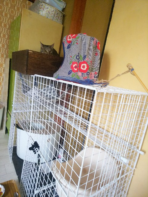 f:id:nekosam:20200518132840j:image