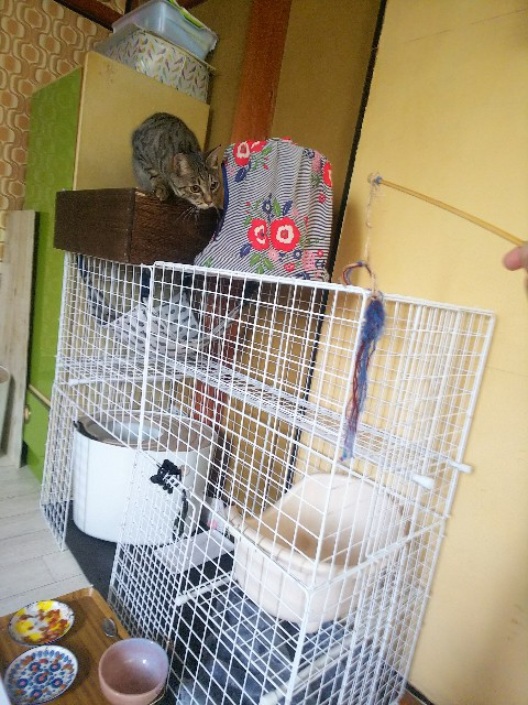 f:id:nekosam:20200518132859j:image