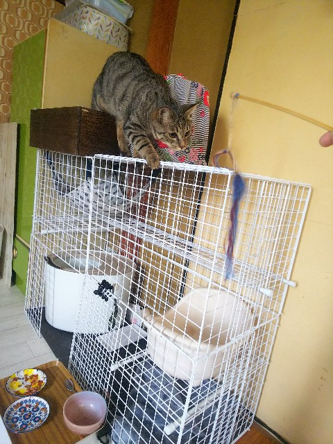 f:id:nekosam:20200518132956j:image