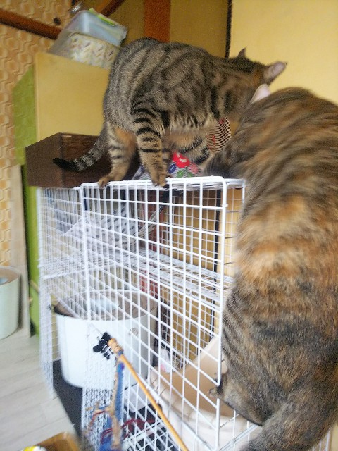 f:id:nekosam:20200518133120j:image