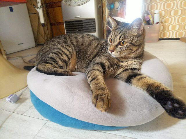 f:id:nekosam:20200518133525j:image