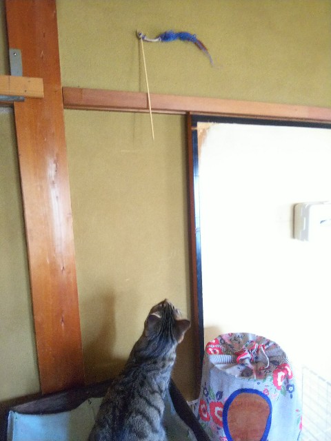 f:id:nekosam:20200518134530j:image