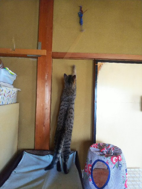 f:id:nekosam:20200518134939j:image