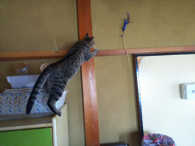 f:id:nekosam:20200518135011j:image