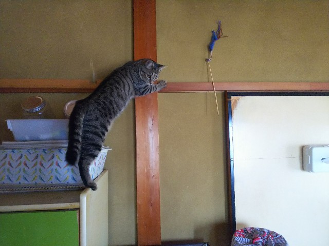 f:id:nekosam:20200518135038j:image