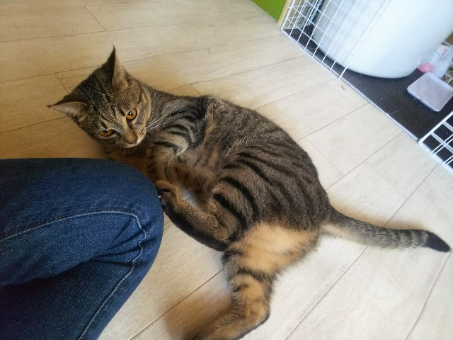 f:id:nekosam:20200518140702j:image