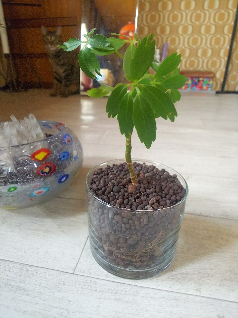 f:id:nekosam:20200526142307j:image f:id:nekosam:20200526142307j:image