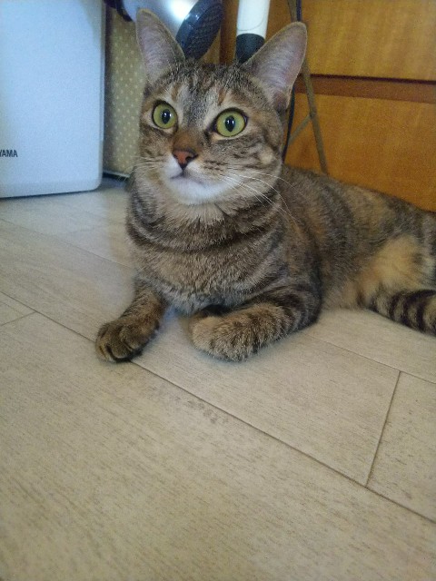 f:id:nekosam:20200528145744j:image f:id:nekosam:20200528145744j:image