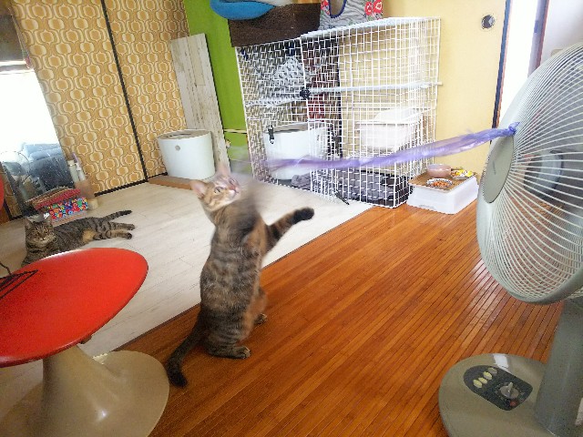 f:id:nekosam:20200602184433j:image f:id:nekosam:20200602184433j:image