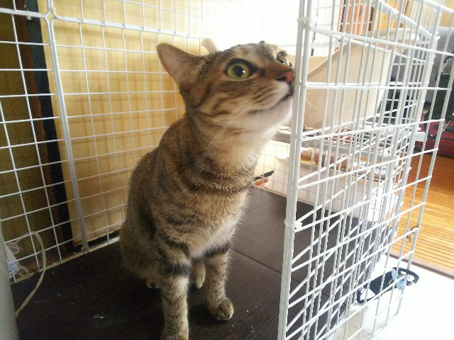 f:id:nekosam:20200606152131j:image f:id:nekosam:20200606152131j:image
