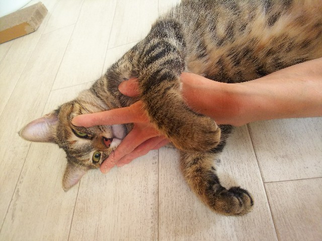 f:id:nekosam:20200623160217j:image f:id:nekosam:20200623160217j:image