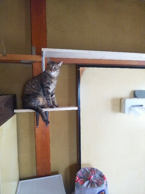 f:id:nekosam:20200628160609j:image f:id:nekosam:20200628160609j:image