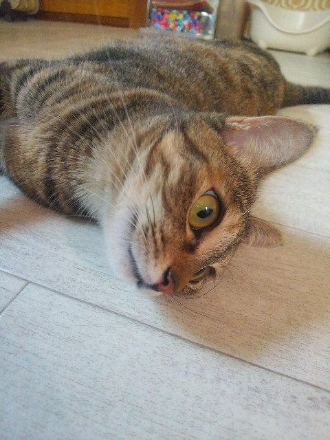 f:id:nekosam:20200702151727j:image f:id:nekosam:20200702151727j:image