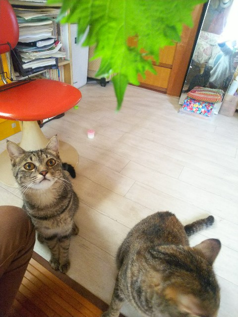 f:id:nekosam:20200705173523j:image f:id:nekosam:20200705173523j:image