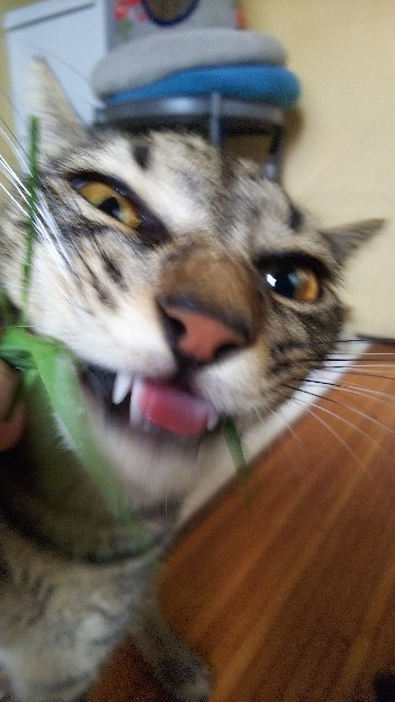 f:id:nekosam:20200717153935j:image f:id:nekosam:20200717153935j:image