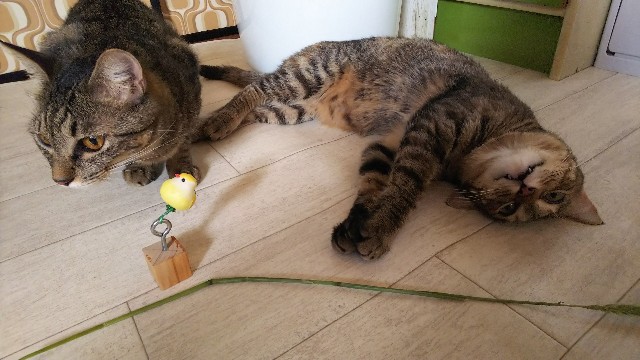 f:id:nekosam:20200825151852j:image f:id:nekosam:20200825151852j:image
