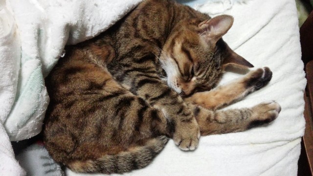 f:id:nekosam:20200915192107j:image f:id:nekosam:20200915192107j:image