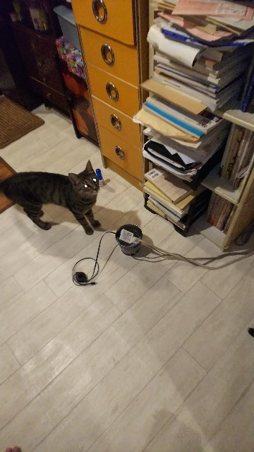 f:id:nekosam:20200917173701j:image f:id:nekosam:20200917173701j:image