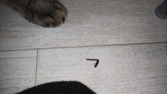 f:id:nekosam:20200917174221j:image f:id:nekosam:20200917174221j:image