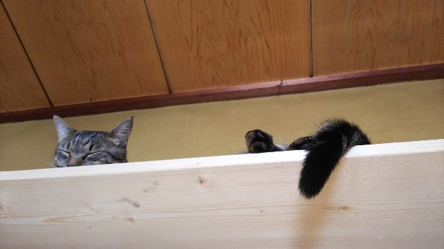 f:id:nekosam:20200917193022j:image f:id:nekosam:20200917193022j:image