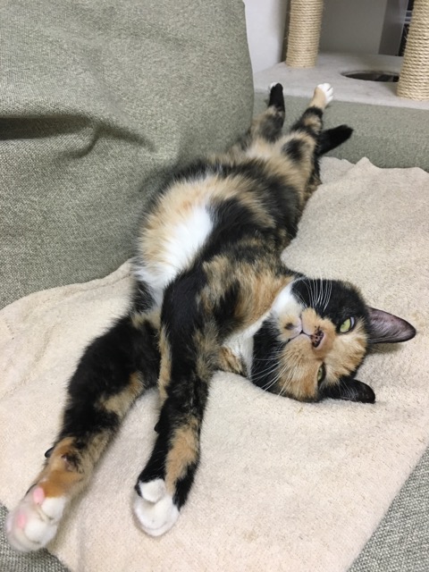 f:id:nekosankick:20181023221839j:plain f:id:nekosankick:20181023221839j:plain