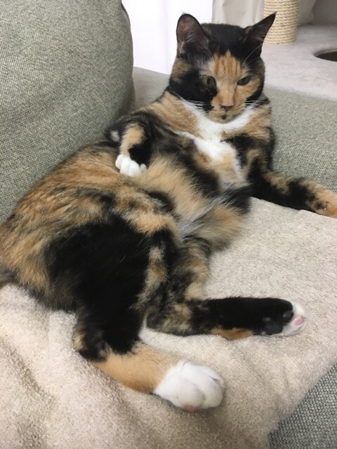 f:id:nekosankick:20181229221348j:plain f:id:nekosankick:20181229221348j:plain