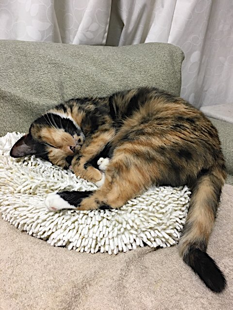 f:id:nekosankick:20190219213128j:plain f:id:nekosankick:20190219213128j:plain