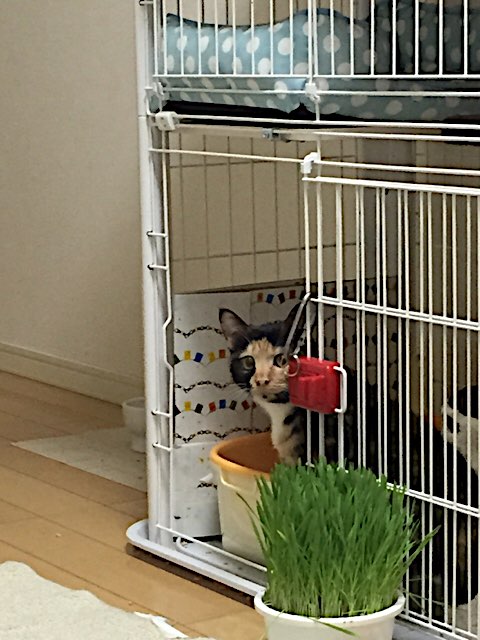 f:id:nekosankick:20190219213154j:plain f:id:nekosankick:20190219213154j:plain