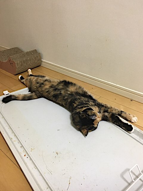 f:id:nekosankick:20190219213350j:plain f:id:nekosankick:20190219213350j:plain
