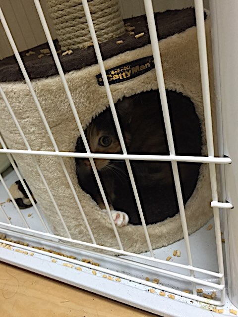 f:id:nekosankick:20190219213727j:plain f:id:nekosankick:20190219213727j:plain