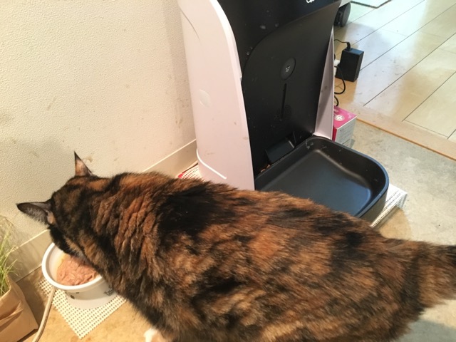 f:id:nekosankick:20190829125714j:plain f:id:nekosankick:20190829125714j:plain
