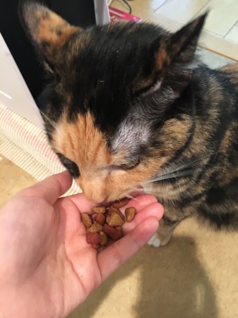 f:id:nekosankick:20190829125736j:plain f:id:nekosankick:20190829125736j:plain