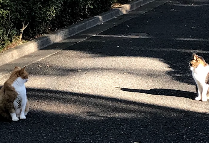 f:id:nekosayu:20190406165444p:plain f:id:nekosayu:20190406165444p:plain