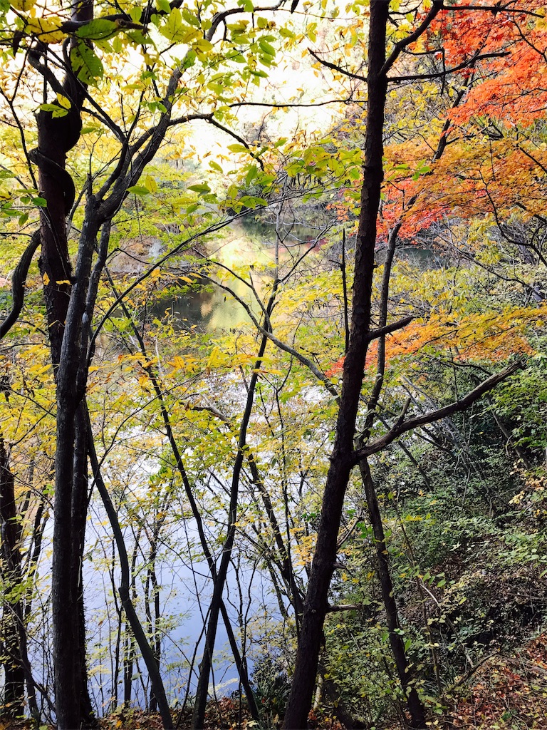 竜神大吊橋下の紅葉と竜神川